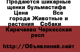 Продаются шикарные щенки бульмастифа › Цена ­ 45 000 - Все города Животные и растения » Собаки   . Карачаево-Черкесская респ.